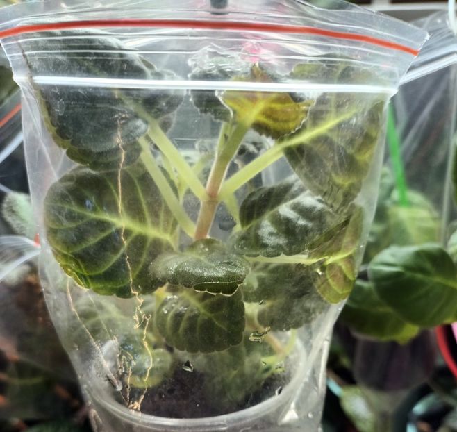 Cele trei frunze cu trei pui... - Achimenes si alte gesneriaceae - la studiat