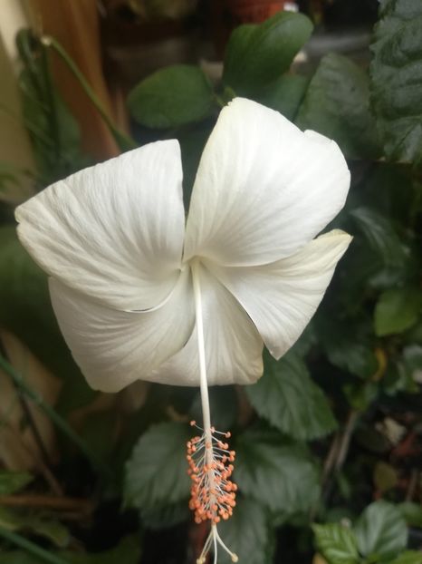  - Hibiscus 2023