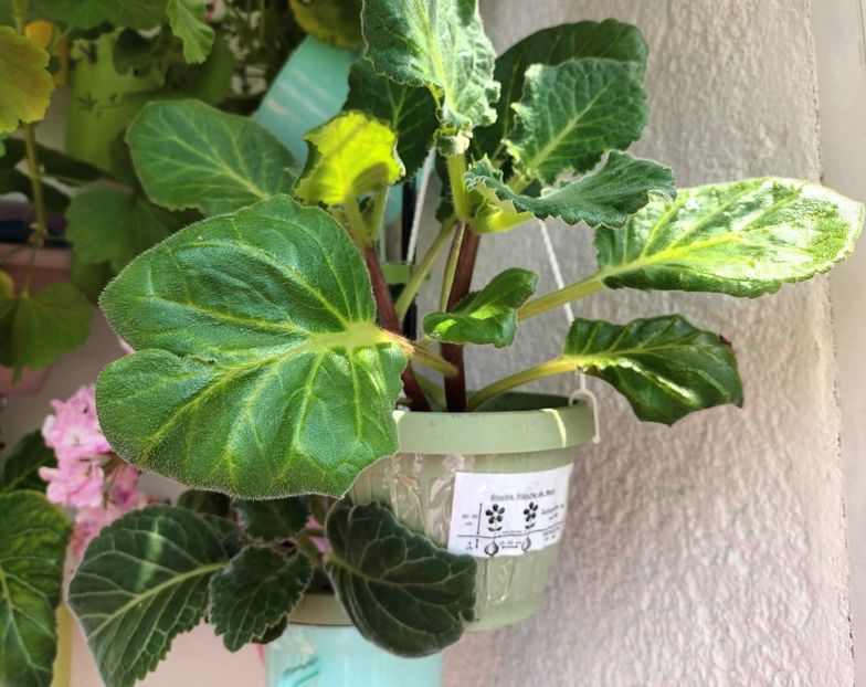 De la planteo - Bombonelele gloxi