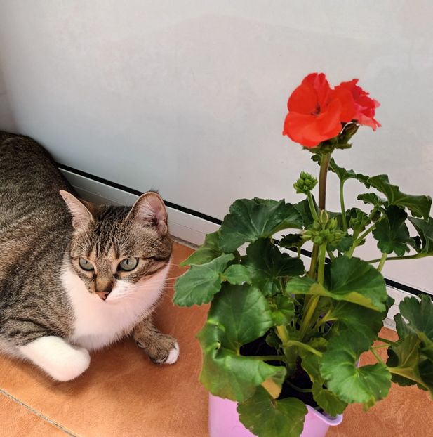 Gata, nu mai merg la piață! :)) - Muscate