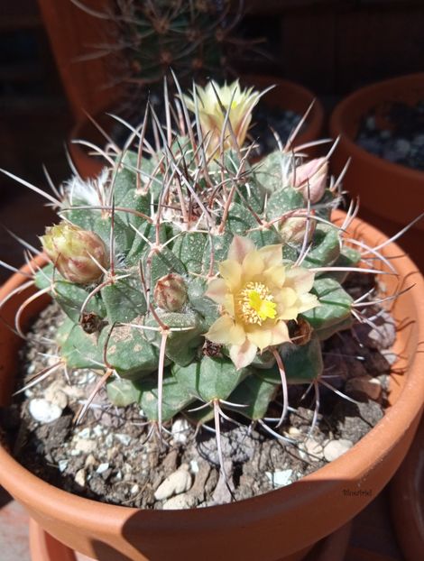  - Mammillaria winterae