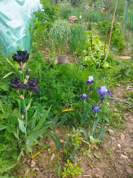 IMG20230522131900 - Mai 2023 vol 1