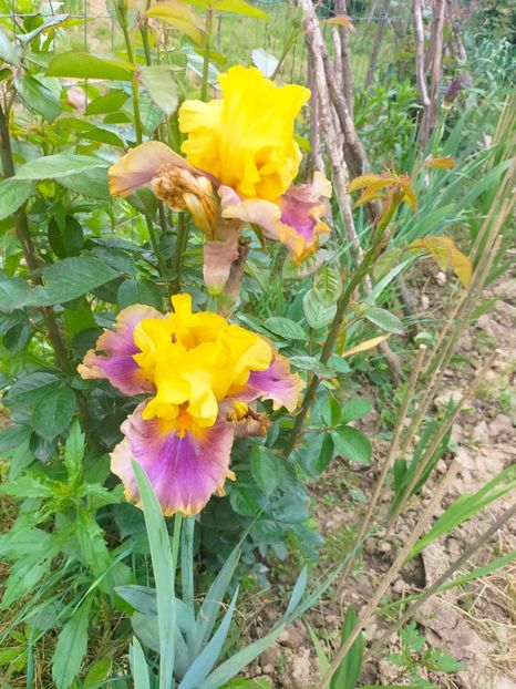 IMG20230522131421 - Mai 2023 vol 1