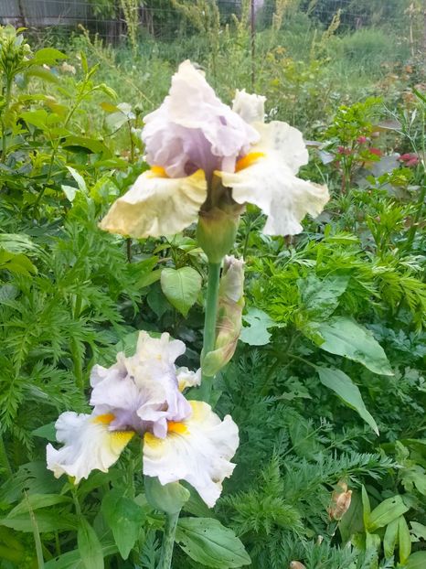 IMG20230522131313 - Mai 2023 vol 1