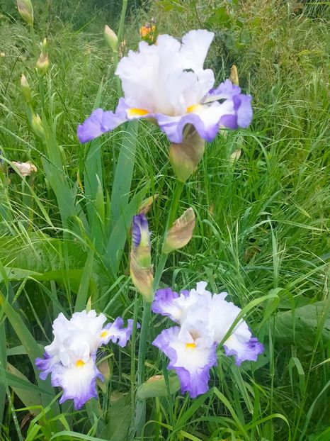 IMG20230522131249 - Mai 2023 vol 1