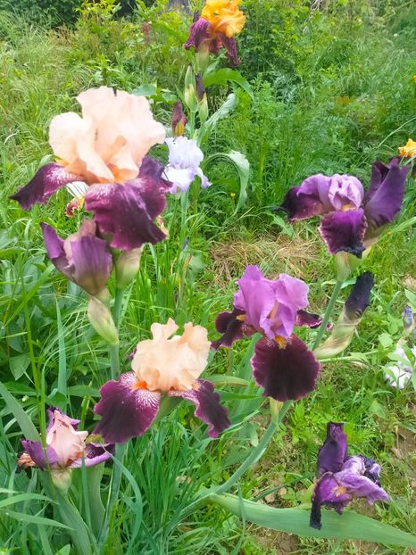 IMG20230522131202 - Mai 2023 vol 1