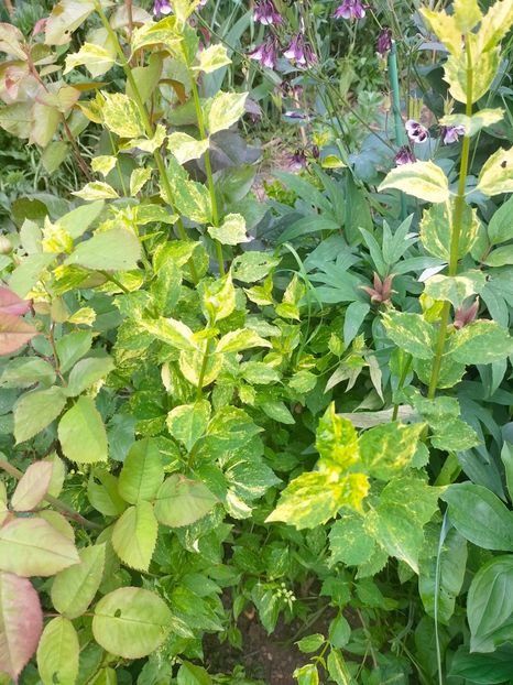 IMG20230522131113 - Mai 2023 vol 1