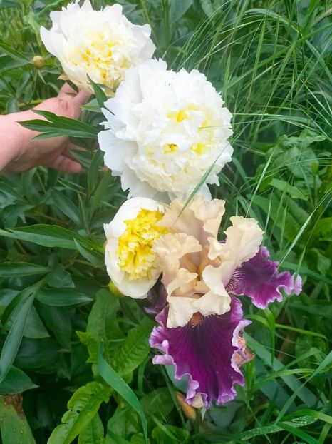 IMG20230522131009 - Mai 2023 vol 1