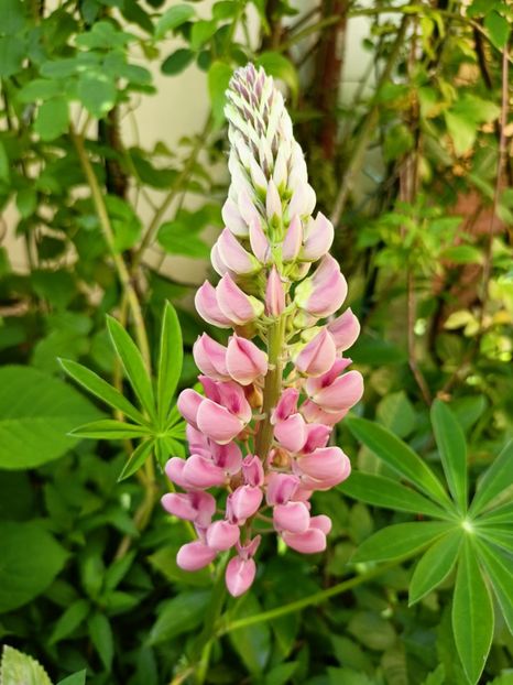 22.05.2023 - Grădina 2023 continuare 2