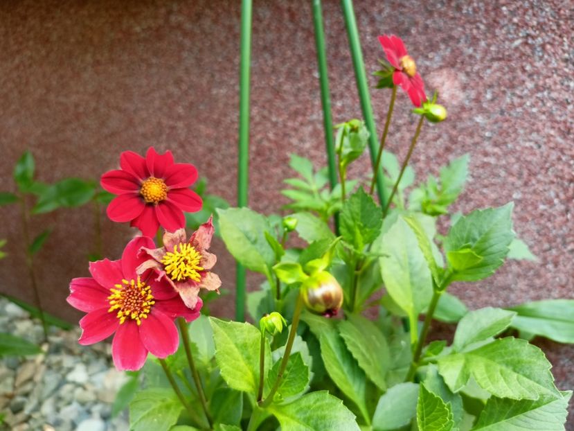  - Grădina 2023 continuare 2