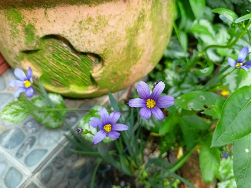  - Grădina 2023 continuare 2