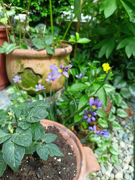  - Grădina 2023 continuare 2