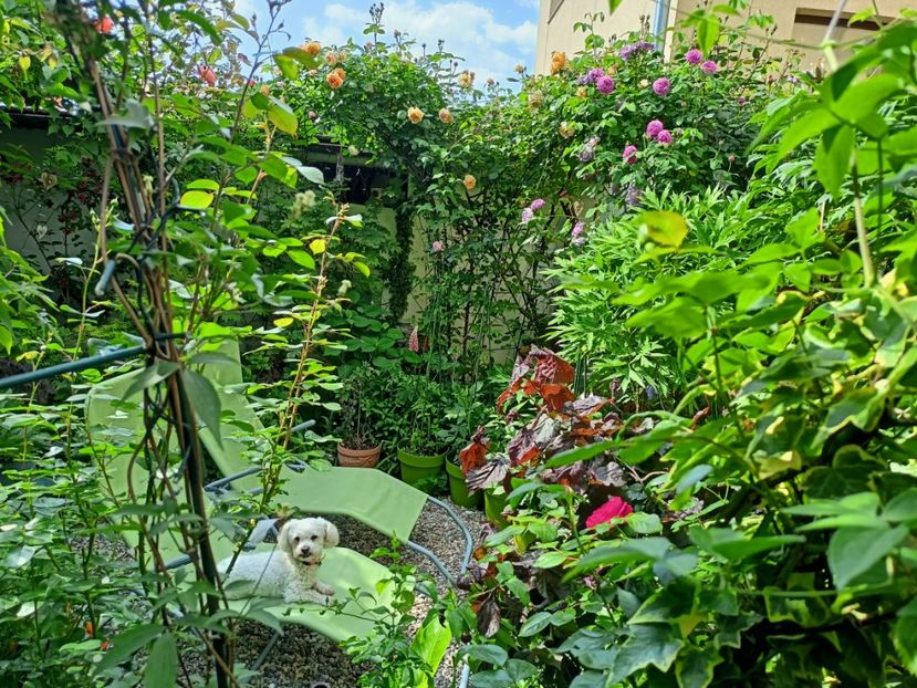  - Grădina 2023 continuare 2