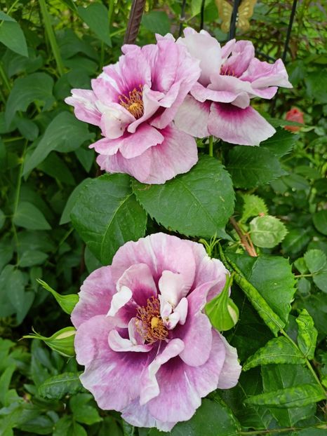 Eyes for You - Grădina 2023 continuare 2