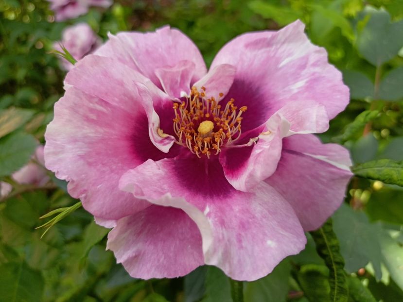  - Grădina 2023 continuare 2