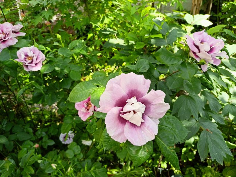  - Grădina 2023 continuare 2