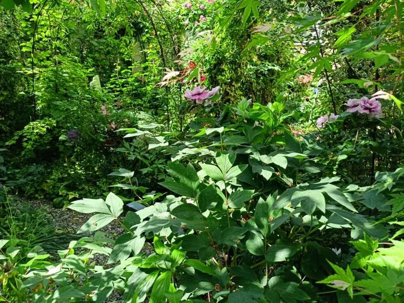  - Grădina 2023 continuare 2