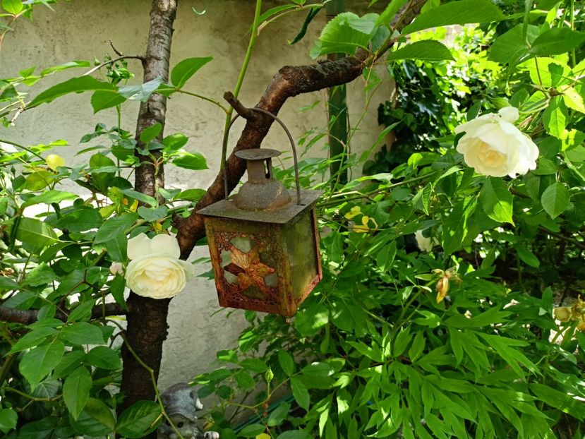 Iceberg - Grădina 2023 continuare 2