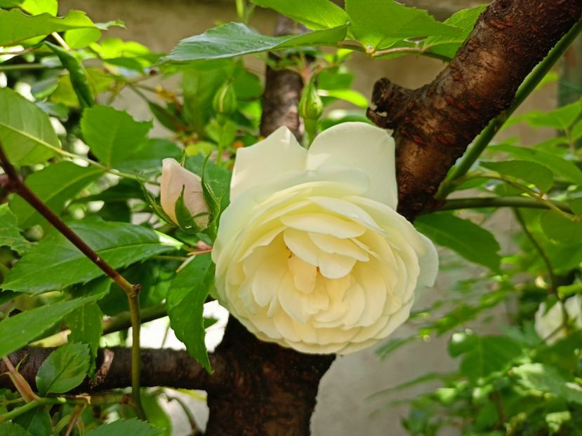  - Grădina 2023 continuare 2