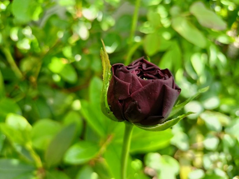  - Grădina 2023 continuare 2