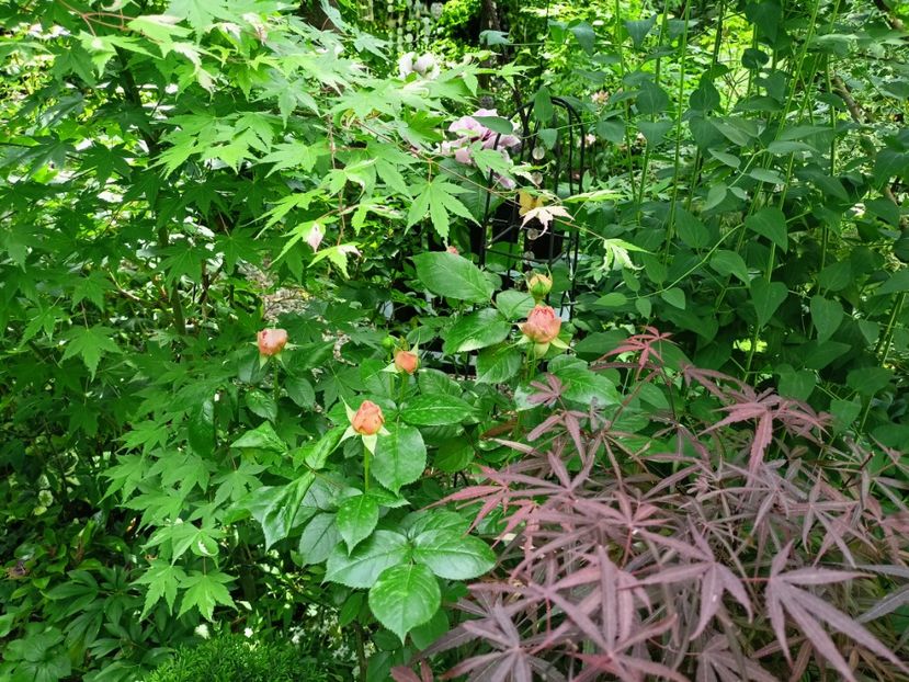  - Grădina 2023 continuare 2