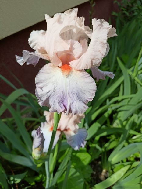  - Grădina 2023 continuare 2