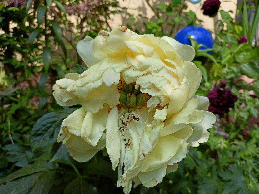 Coral Sunset - Grădina 2023 continuare 2