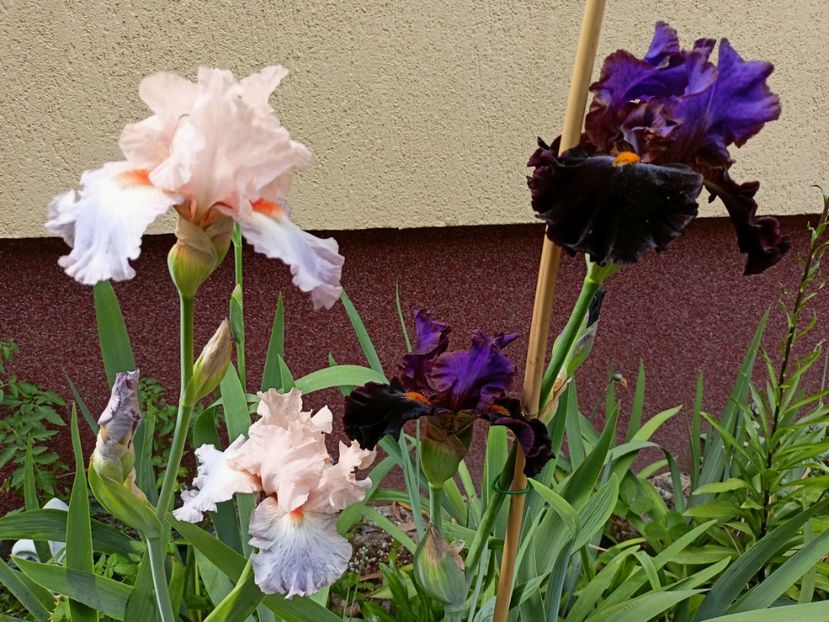  - Grădina 2023 continuare 2