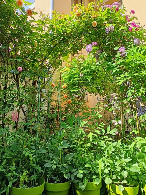  - Grădina 2023 continuare 2