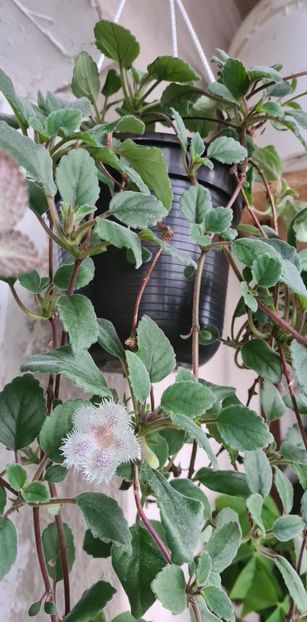 bbae37f8-dbe4-44ad-abc1-5f6a8220aef7photo - Alsobia