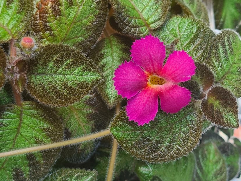  - Dori s Golden Glitter