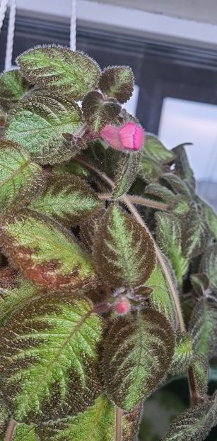 0391ea71-efba-4856-81ff-bd934c130ec8photo - Dori s Golden Glitter