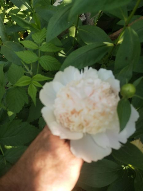 Bowl of beauty - Bujori 2023