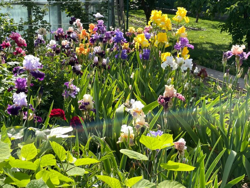 24FFE51A-C85E-4349-8189-91DC46619B28 - 01 Iriși 2023