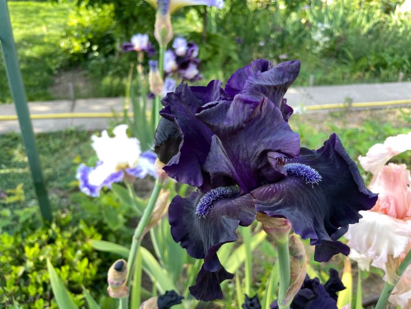 25EA47B9-251A-4FEA-AAEC-3D3C8462C2F0 - 01 Iriși 2023