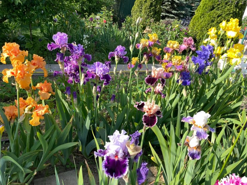 934701A2-0BC6-49B4-A076-F42FE2D204E0 - 01 Iriși 2023