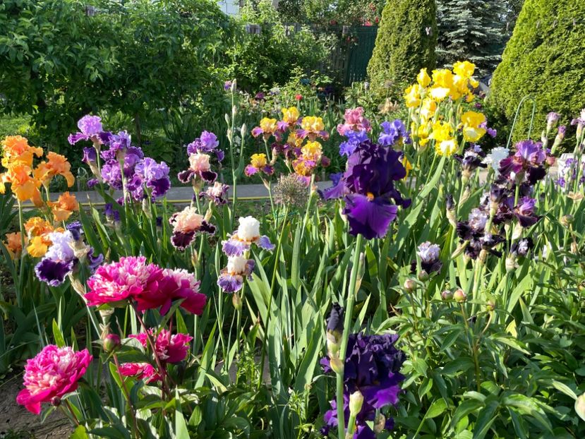 93E15FAD-9781-4150-91FD-3D255F7C6C54 - 01 Iriși 2023