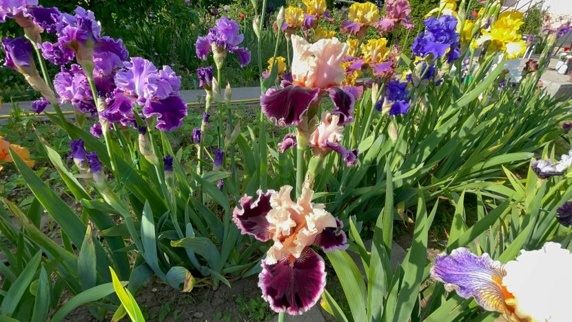 A4877330-19D4-4557-9EE9-3AF11047F32D - 01 Iriși 2023