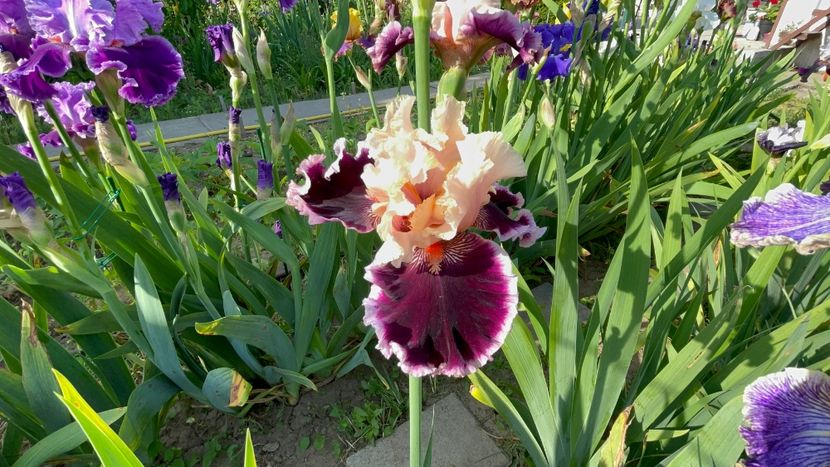 57BD51B0-8B3A-4CC6-A074-5140EB2C9C91 - 01 Iriși 2023