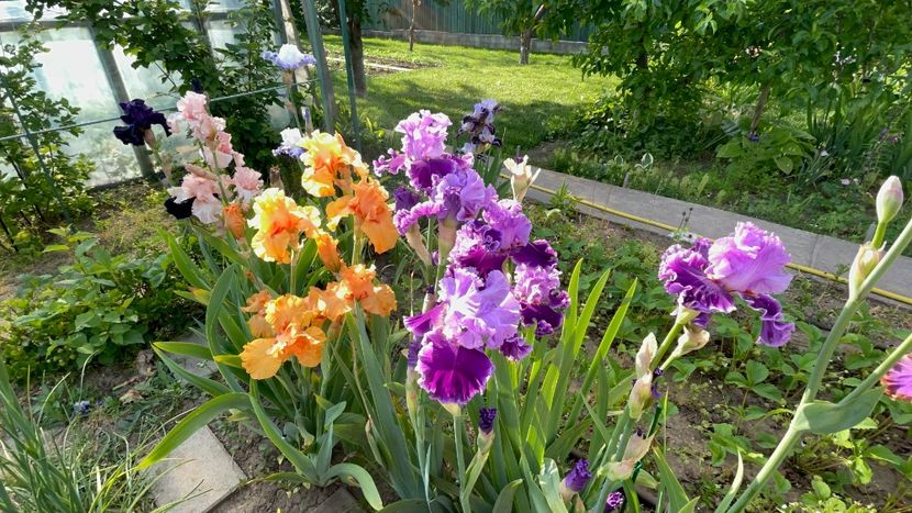 CA20BBF4-260E-4BB9-9A18-12F3DC6B8B05 - 01 Iriși 2023