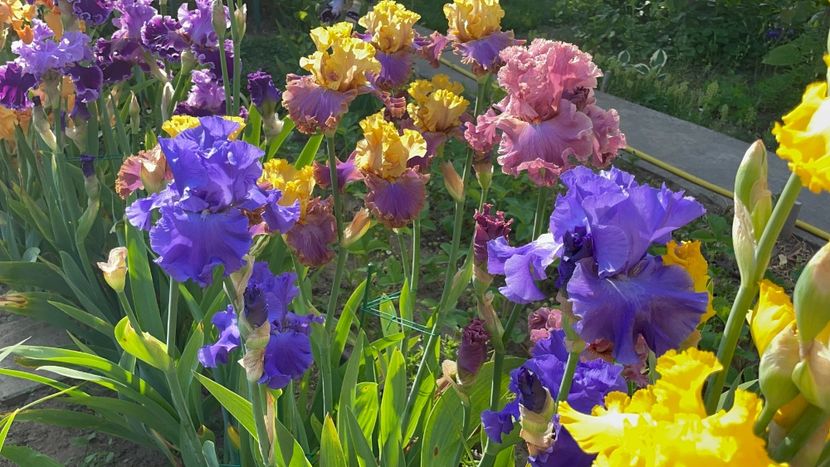 92439B63-F0E2-4DA9-9D6A-D4C9954D28E7 - 01 Iriși 2023