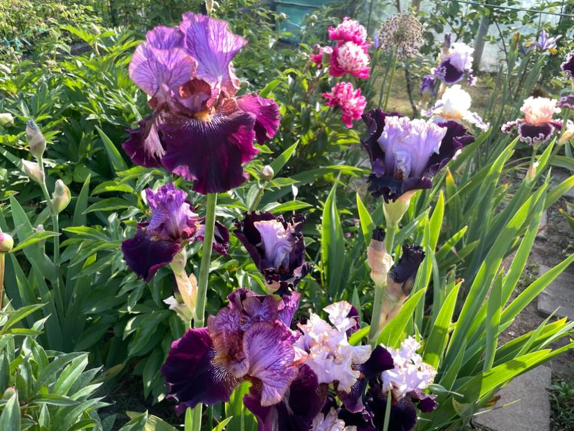 F0D62C75-3542-456C-85CD-8E7D289090FE - 01 Iriși 2023