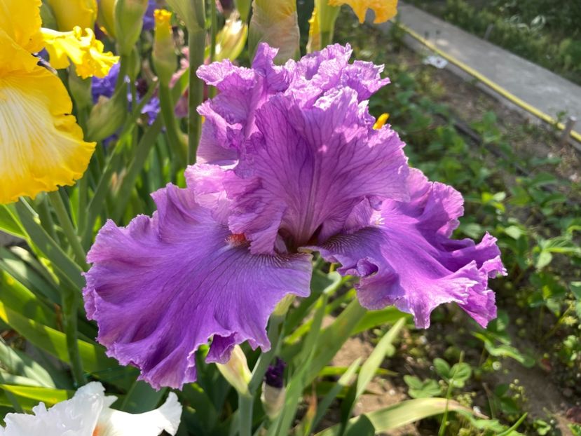 91196852-226D-4995-A0F6-431256981404 - 01 Iriși 2023