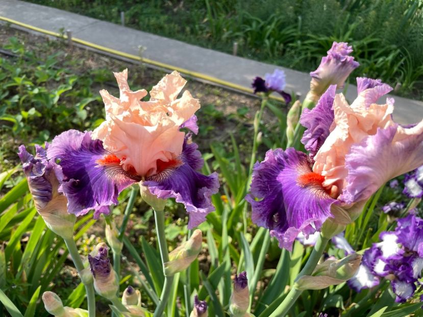 C227DB85-2F66-4FBE-84E6-BEEBD49E8CC1 - 01 Iriși 2023