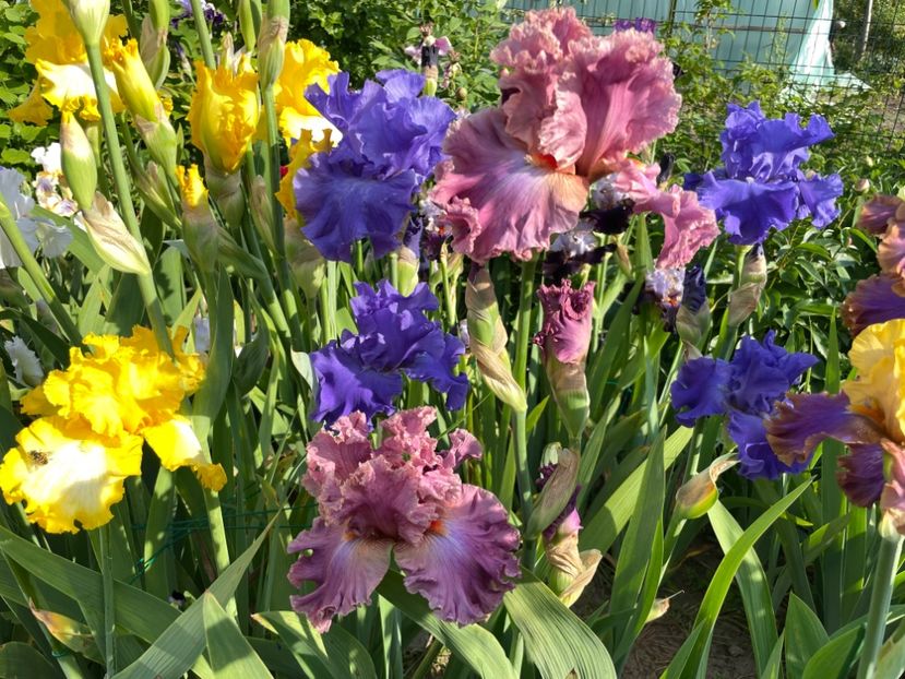 5EFC8691-85A0-42EC-B62F-9941802DDCAC - 01 Iriși 2023