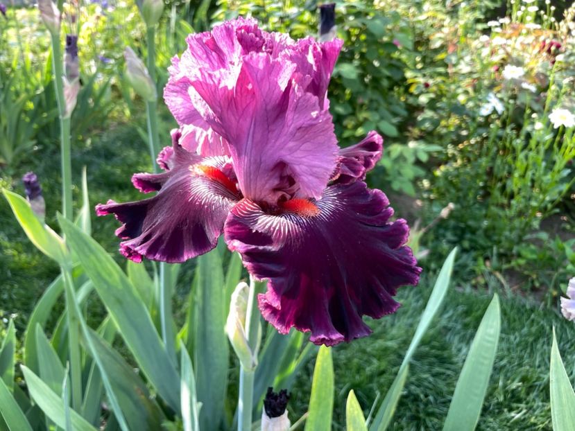 B1A692E3-6964-49E1-95A2-BDDE56452B0F - 01 Iriși 2023