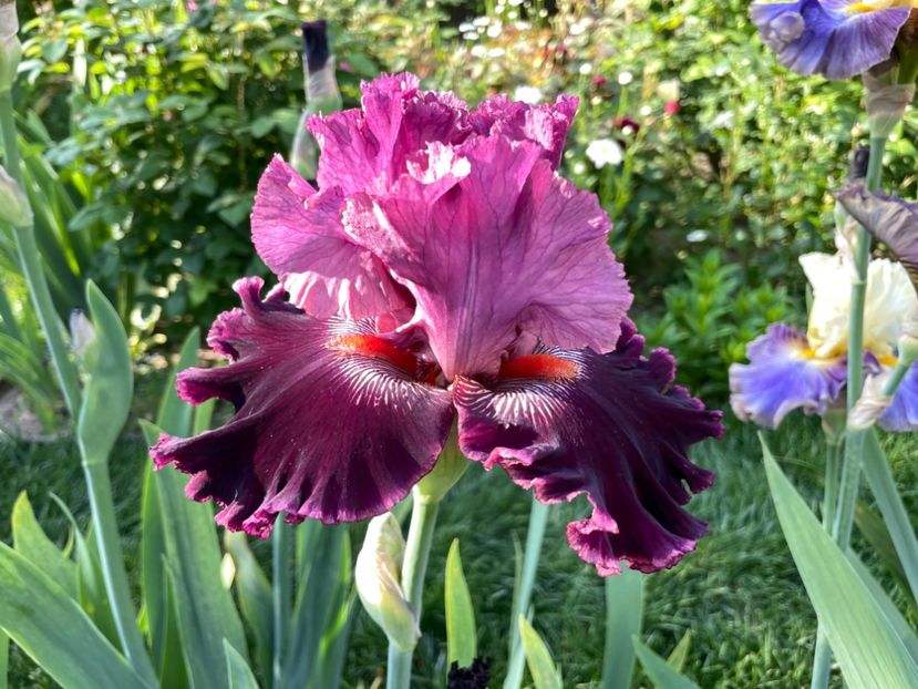 EAE7D1CB-4160-42D0-B24E-1CCDEB8A806B - 01 Iriși 2023