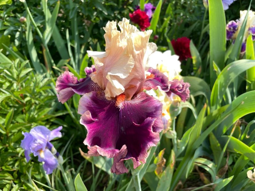 9079A0F9-2660-4489-8AA0-F143559B3CB2 - 01 Iriși 2023