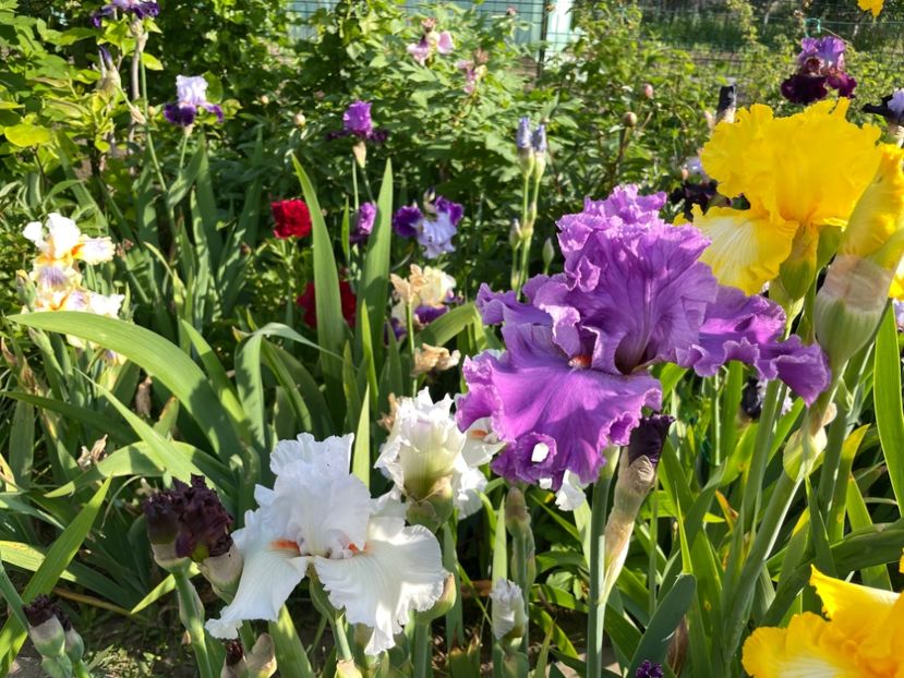 A6AE8EB9-8818-4C7E-A529-5BC6586B0275 - 01 Iriși 2023