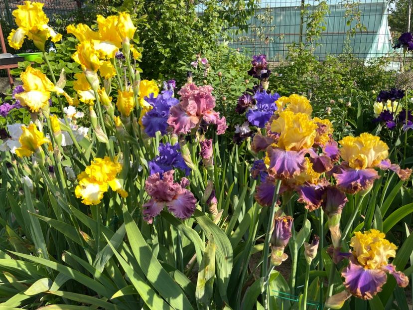 88346B5A-6044-475B-919D-52EBDFAD5B74 - 01 Iriși 2023